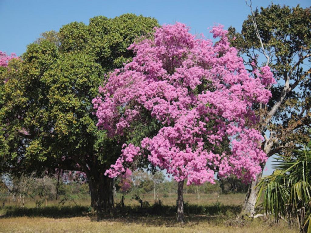 Hotel Pousada And Safari Cuiabá Dış mekan fotoğraf