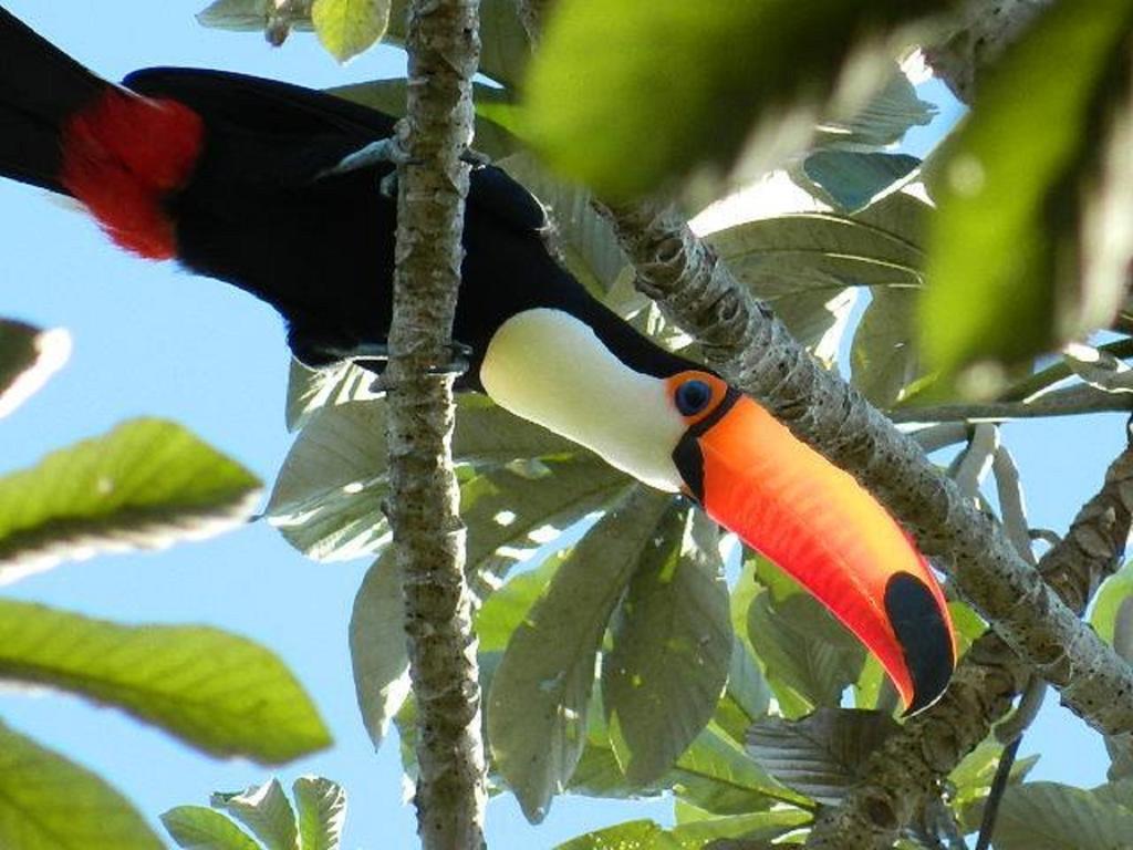 Hotel Pousada And Safari Cuiabá Dış mekan fotoğraf