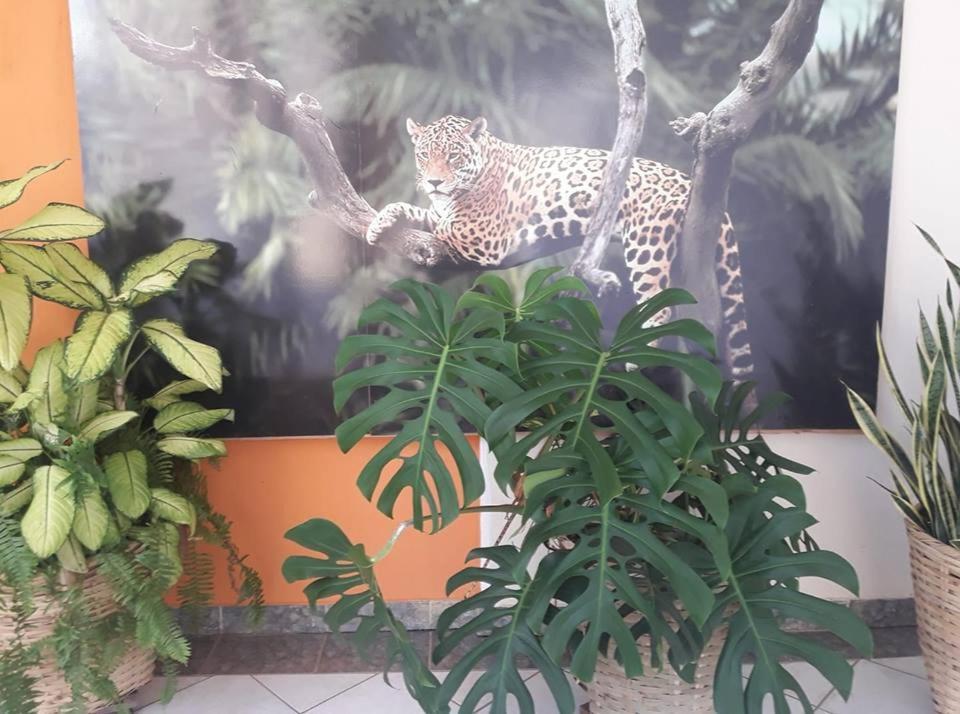Hotel Pousada And Safari Cuiabá Dış mekan fotoğraf