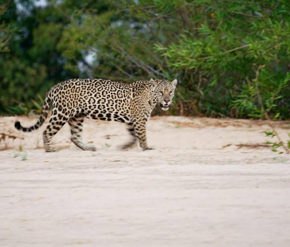 Hotel Pousada And Safari Cuiabá Dış mekan fotoğraf